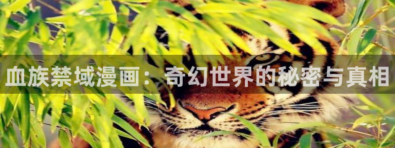 奇漫屋网站是什么
